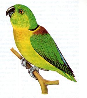 gatunki nierozlaczek liberyjska 500px