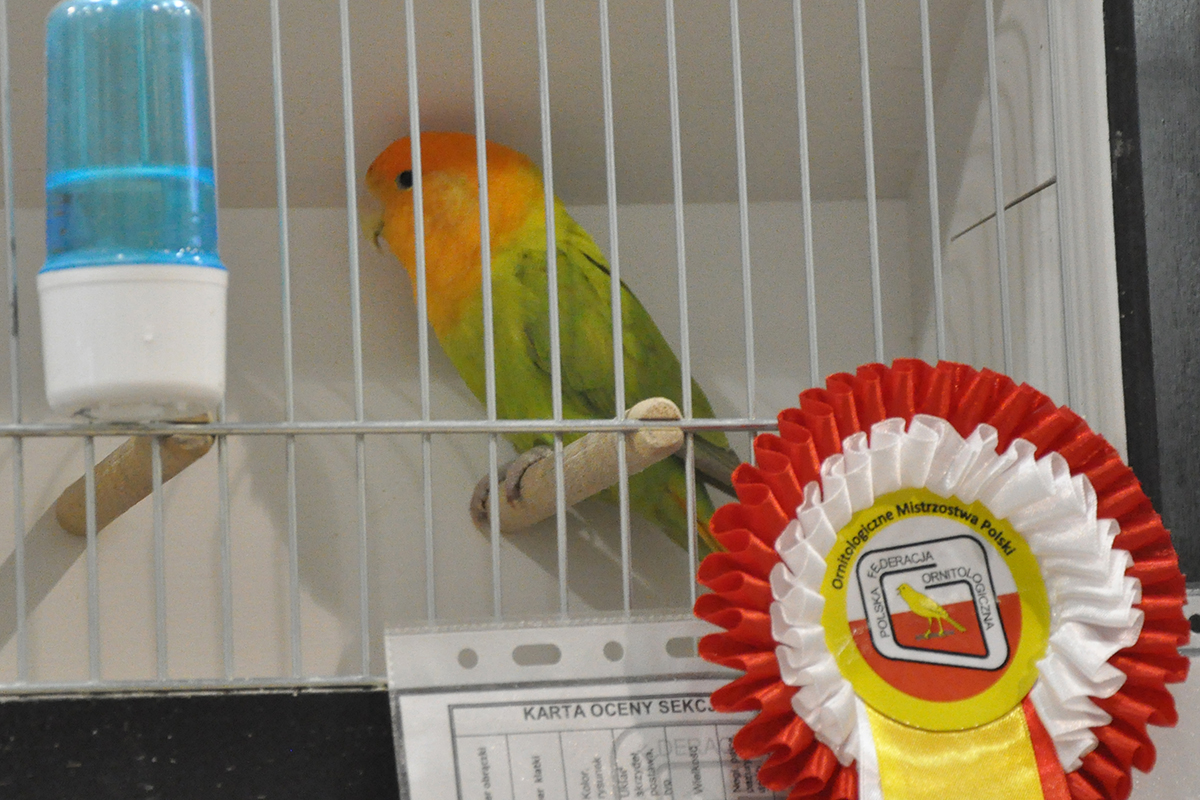 362 gliwice 2022 11 27 100