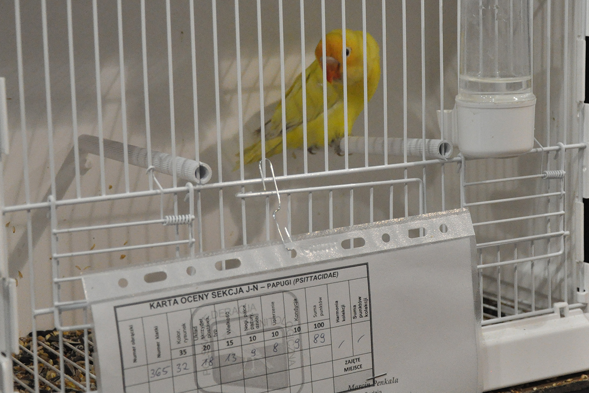 365 gliwice 2022 11 27 104