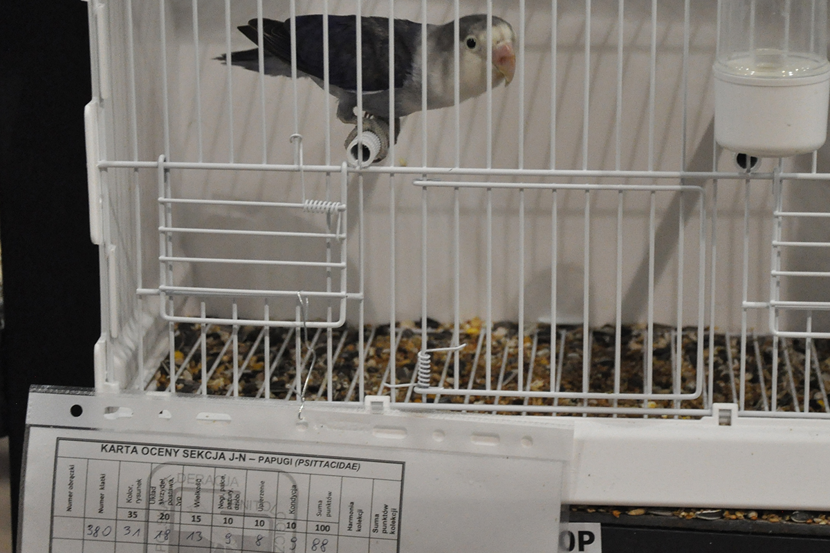 380 gliwice 2022 11 27 80