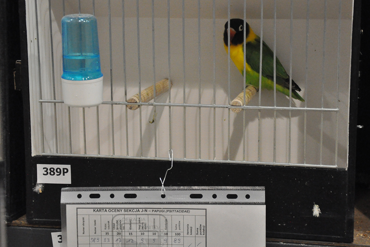 389 gliwice 2022 11 27 86