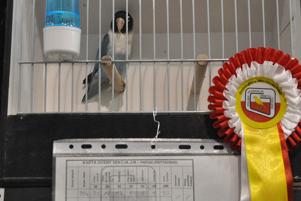 394 gliwice 2022 11 27 65