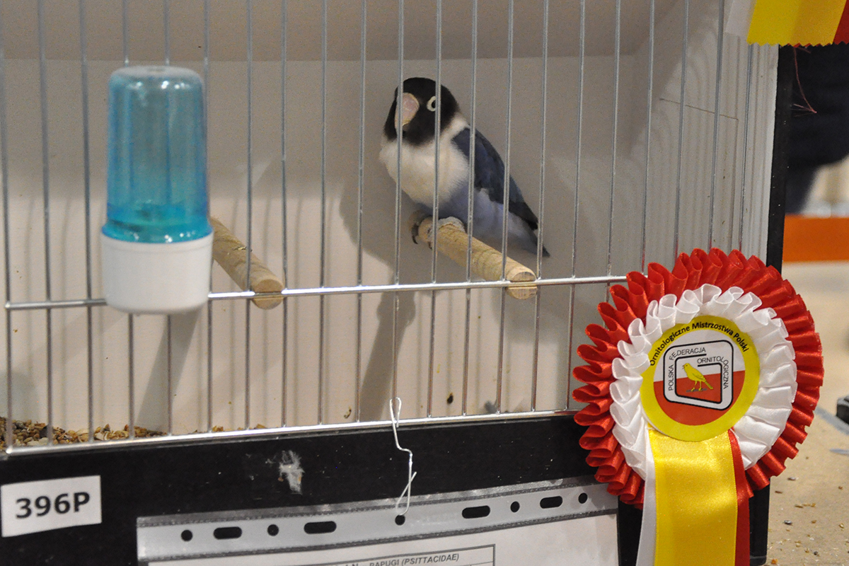 396 gliwice 2022 11 27 110