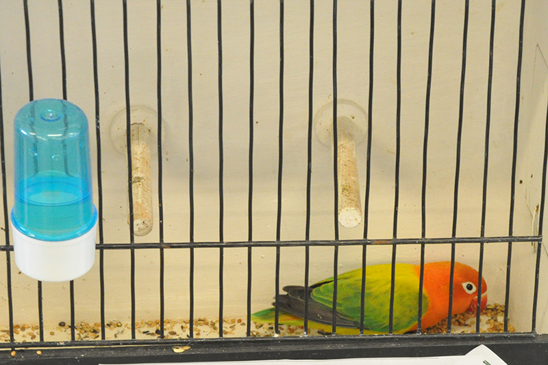 przygotowania do wystawy zdj 4